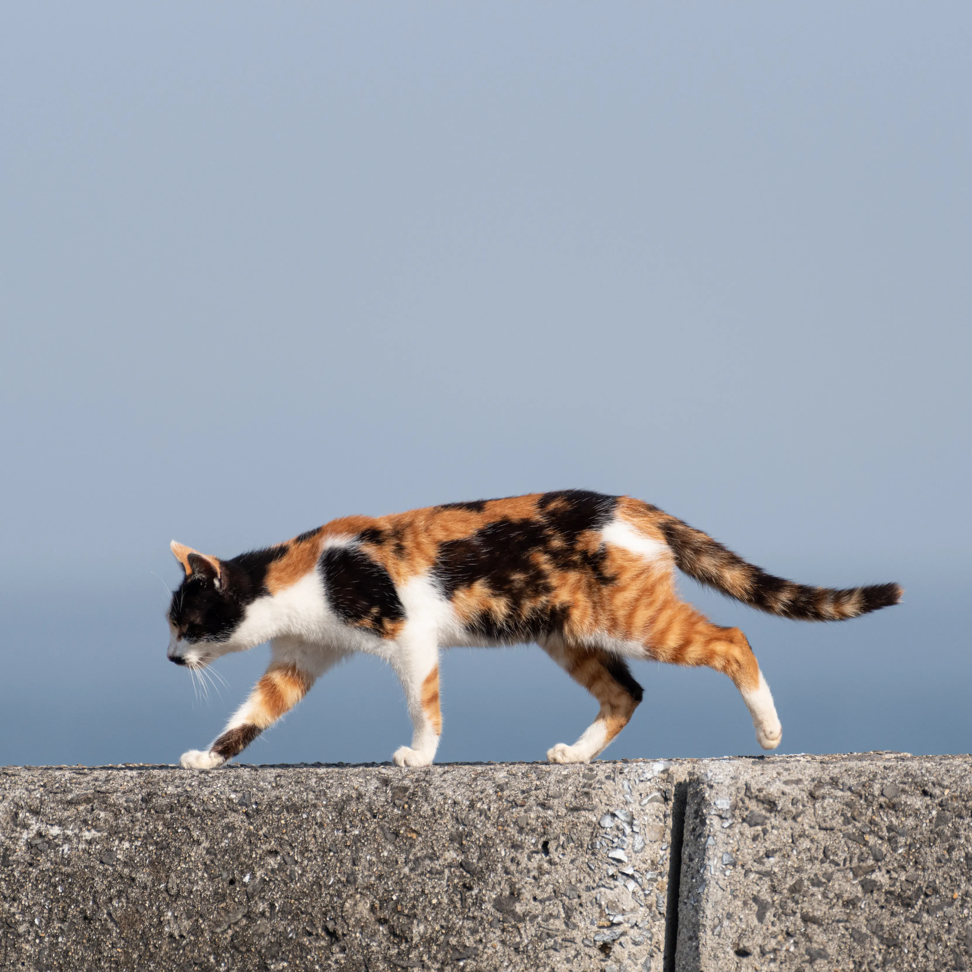 ねこちゃんの写真